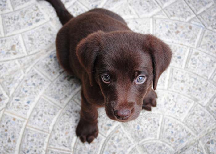 can professional carpet cleaning remove dog urine